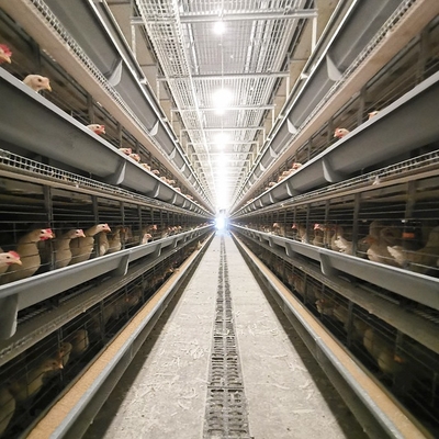 Modern Poultry Cage Automatic Layer And Broiler 3 Tiers 4 Tiers H A Type Battery Poultry Chicken Cage