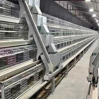 Hot Galvanized Poultry Farming Equipment Automated Layer Chicken Broiler Chicken Farming Cage