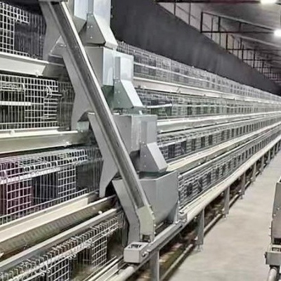 Layer Chicken Cage And Automatic Egg Collection Poultry Farm House Equipment