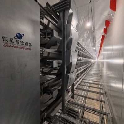 4-Tier Fully Automated Layer Housing System with Galvanized Frame & Auto Collection
