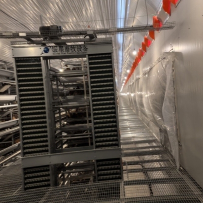 4-Tier Fully Automated Layer Housing System with Galvanized Frame & Auto Collection