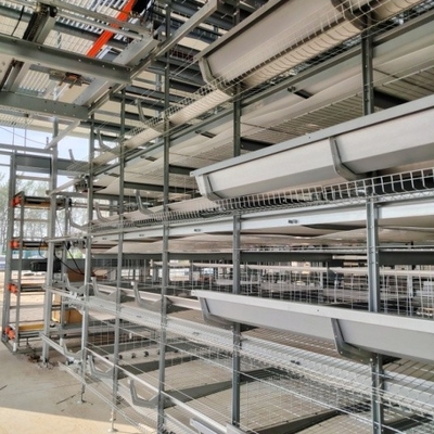 4-Tier Fully Automated Layer Housing System with Galvanized Frame & Auto Collection