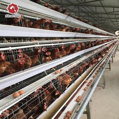 Cost-Effective 3-Tier A-Type Layer Cage with Galvanized Steel and Automatic Feeding System for Poultry Farms