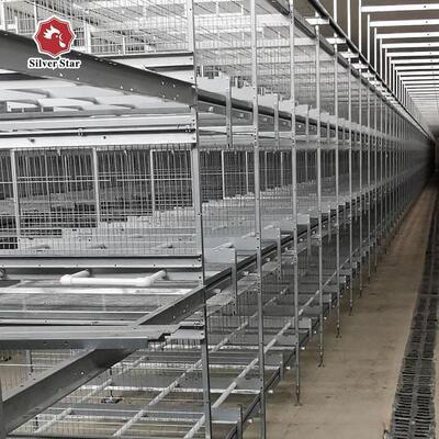 Hot Galvanized H Type Layer Cage with Automatic Feeding for Large Poultry Farm Projects