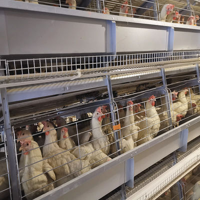 Battery Cage System For Laying Hens With Hot-dip Galvanization