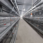 85*62.5*50Cm Size Broiler Chicken Cage H Type Multi Layer