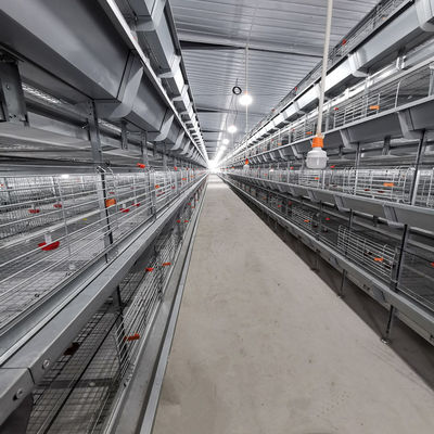 Automated H-Type Meat Broiler Cage System with Hot-Dip Galvanized Steel for High-Density Poultry Farming