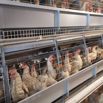 Ventilated Automated Layer Cage Setup 4 Tiers Accommodates 120 Chickens