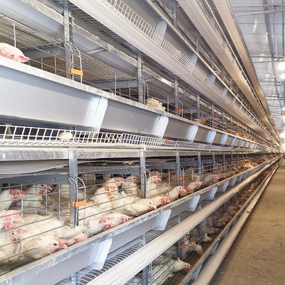 Ventilated Automated Layer Cage Setup 4 Tiers Accommodates 120 Chickens