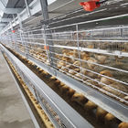SONCAP 1 To 45 Days Battery Cage For Broilers Modern A / H Frame