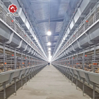 Full Automatic Hot Dipped Broiler Chicken Cage H Type