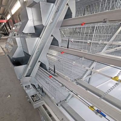 One Day Old Baby Chick Cage With Full Automatic System