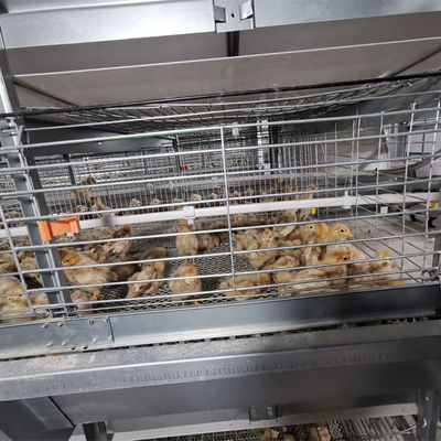 Automated H-Type Broiler Cage System for High-Density Commercial Poultry Farming with Hot-Dip Galvanized Protection
