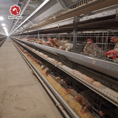 2024 Galvanized Poultry Cage For Layer Chickens Equipment Automated Chicken Layer Farming Cage