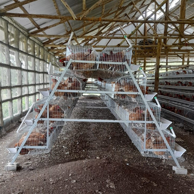 Hot-dip Galvanized Layer Hen Cage System For Poultry Farming
