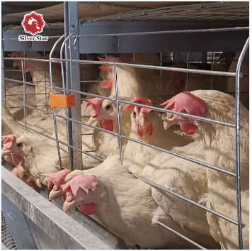 The Four-tier Battery Cage System Includes Automatic Ventilation, Housing Up To 120 Layer Chickens.