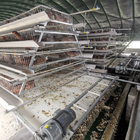 A Type Layer Poultry Cage With Full Automatic Feeding Machine