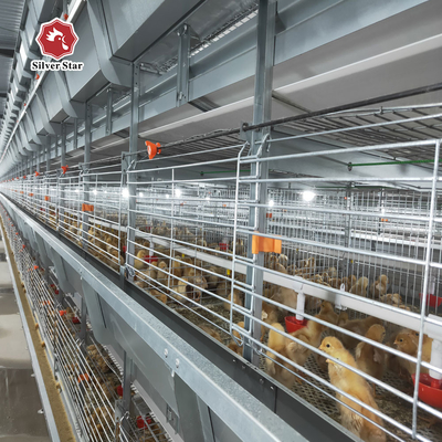 H Type New Design Automatic Broiler Cage For Chicken Farm