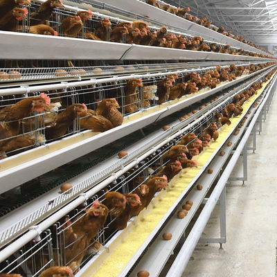 Automated H-Type Broiler Cage System for High-Density Commercial Poultry Farming with Hot-Dip Galvanized Protection