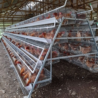 Equipo automático de las aves de corral de la capa un tipo jaulas del alambre de pollo de la capa del huevo de la batería