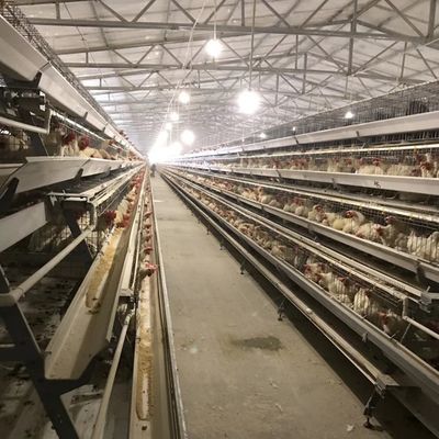Jaula para pollos de capas duraderas con 3 o 4 niveles para aprovechar el espacio y resistencia a la corrosión duradera, adecuada para granjas avícolas