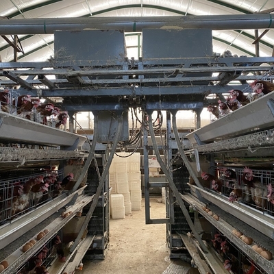 Aves de corral H Tipo 3 Nivel 4 Niveles Gallinas ponedoras Ponedoras Huevo Pollo Jaula