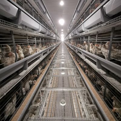 Sistema de Batería de Jaulas para Pollos de Engorde Tipo H Directo de Fábrica con Galvanizado en Caliente, Tapetes de Plástico Blando y Limpieza Automatizada de Estiércol para Granjas Comerciales de Pollos de Carne