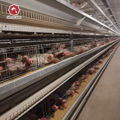 Solid Medium-Sized Broiler Enclosure Layer Chicken Cage With Anti-Escape Design Promotes Effective Chick Supervision