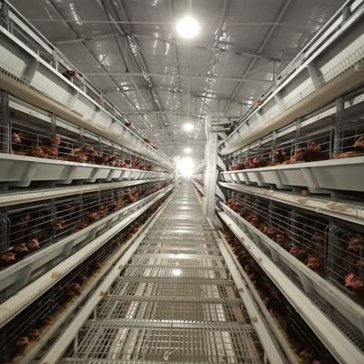 Sistema de jaula de batería para pollos de capas Proveedor de equipos de avicultura