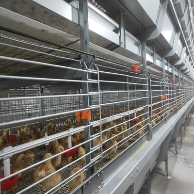 H Type Broiler Chicken Cage Poultry Feeding System 100 * 100 * 285cm
