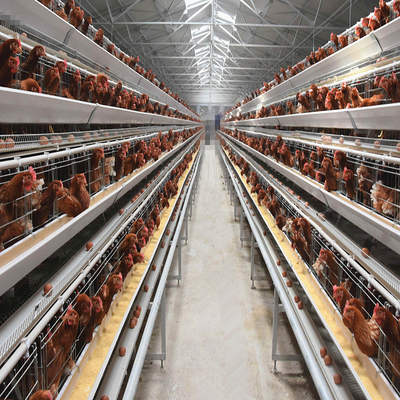 Q235 Steel Mire Battery Chicken Layer Cage Two Mainstream Farming Equipment