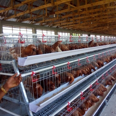 Deep Galvanized Egg Laying Layer Chicken Cage Prevent Disease Infection