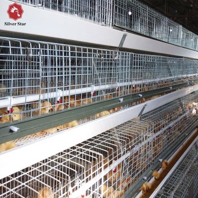 Sistema automatizado de jaulas de pollos de engorde de tipo H para granjas comerciales de aves de corral