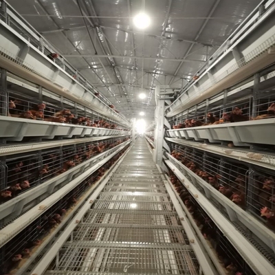 Tough Medium-Scale Broiler Cage with Adjustable Feeding System, Streamlines Chick Rearing