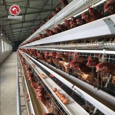 3-Tier / 4-Tier A-Type Layer Chicken Cage with Automatic Feeding & Egg Collection Systems in Hot-Dip Galvanized Steel