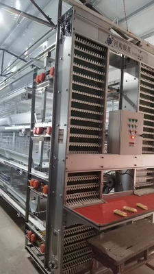 Automatic Birds Harvesting Battery Chicken Cage For Broilers Chicken Raising Equipment