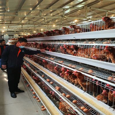 Sistema rentable de jaulas en batería de capas tipo A con excelente ventilación para granjas avícolas de 3 y 4 niveles