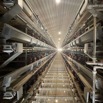 Producción de jaulas de pollo de capa Sistema automático de alimentación y bebida para pollo de capa de huevo