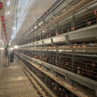 Sistema de jaula de baterías de capa automática tipo H con acero galvanizado en caliente para 15-20 años de vida útil y recolección automática de huevos