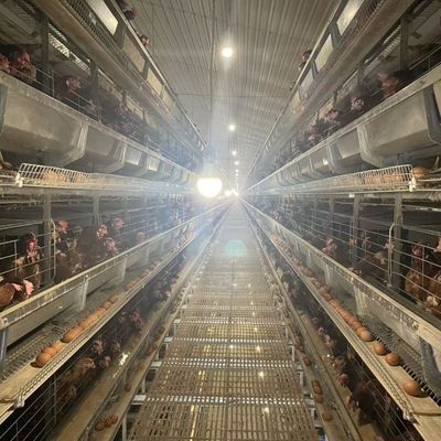 Sistema de jaulas automatizado tipo H para granjas avícolas con línea de alimentación