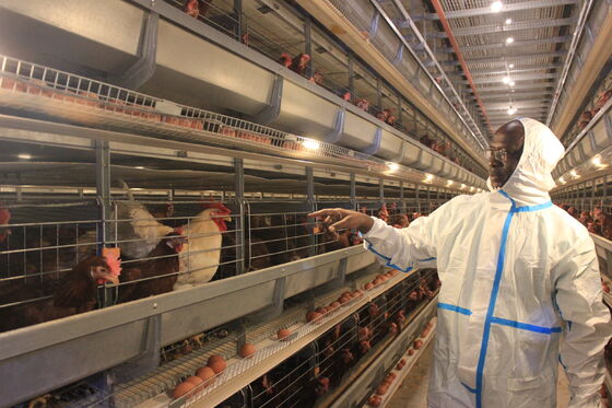 Diseño Casa de pollo Coop de puesta de huevo Tipo H Broiler Cages Feeder Batería Sistema de jaula de huevo Pollo Carne capa de raza Equipo de granja avícola