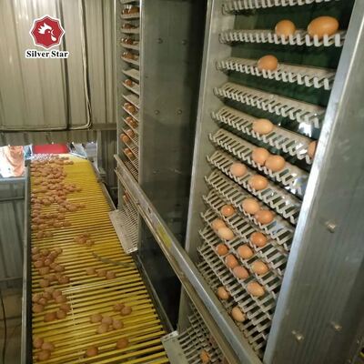 Jaula de pollo galvanizada de capa en caliente con alimentación automática y recolección de huevos para la ganadería avícola
