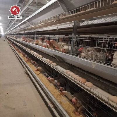 Sistema de jaula de baterías tipo H llave en mano para más de 50.000 aves con acero galvanizado en caliente y automatización completa