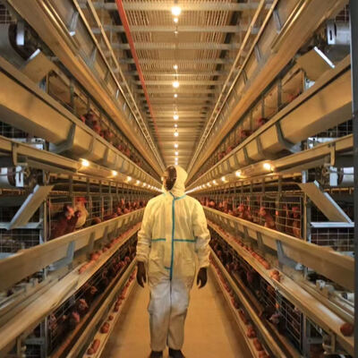 Sistema de jaula de pollos totalmente automático de acero galvanizado en caliente con 3 o 4 niveles para la cría de aves de corral