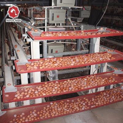 Sistema de jaula en batería de capa tipo A de 3 niveles galvanizado en caliente con recolección automática de huevos para avicultura