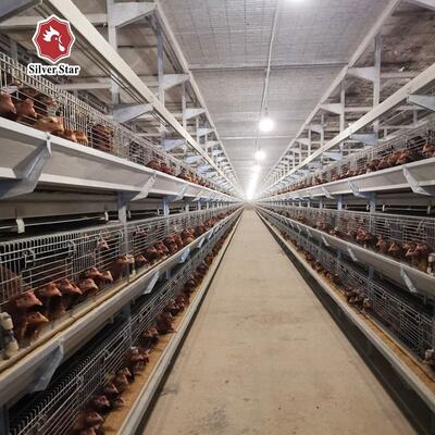 Sistema Automático de Batería de Jaulas Tipo H para Granjas de Pollos de Engorde | Galvanizado en Caliente