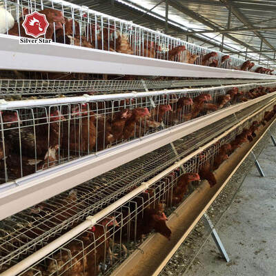 Sistema de jaula de batería de pollo de tipo A para granjas avícolas galvanizado en caliente Fabricante de jaula de pollo de tipo A