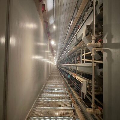 Hot-Dip Galvanized Battery Chicken Cage with Automatic Feeding System for Large Poultry Farm Project - 3-8 Tiers Layer Chicken Cage