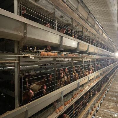 Cajadas de pollo de batería Sistema de control ambiental totalmente automático adecuado para la cría de aves de corral