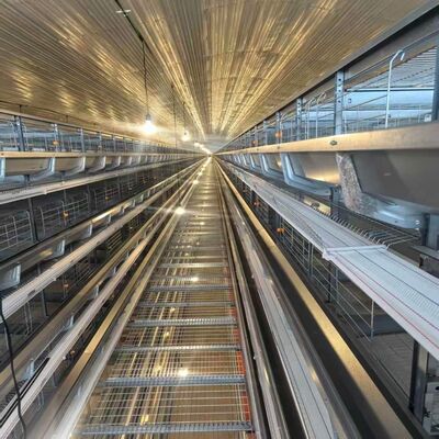 4 Cajera de pollo de capas con alimentadores adecuados para el alojamiento intensivo de gallinas de capas y operaciones de alimentación simplificadas